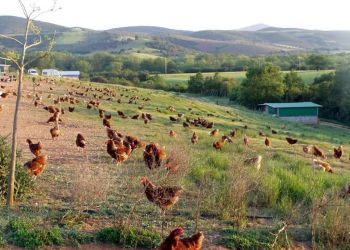 Χάθηκε η παλιά καλή γεύση
