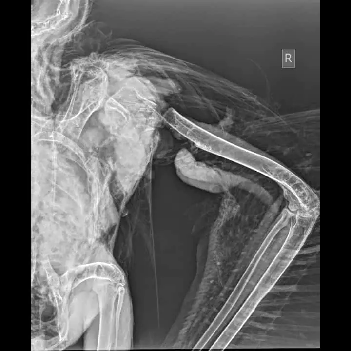 Ένας ακόμη μαυρόγυπας νεκρός από πρόσκρουση σε ανεμογεννήτρια στη Ροδόπη Ένας ακόμη μαυρόγυπας νεκρός από πρόσκρουση σε ανεμογεννήτρια στη Ροδόπη