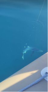 Αιτωλοακαρνανία: Πήγαν για ψάρεμα και βρέθηκαν σε απόσταση δύο μέτρων από καρχαρία