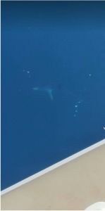 Αιτωλοακαρνανία: Πήγαν για ψάρεμα και βρέθηκαν σε απόσταση δύο μέτρων από καρχαρία