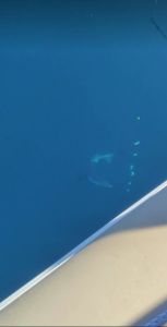 Αιτωλοακαρνανία: Πήγαν για ψάρεμα και βρέθηκαν σε απόσταση δύο μέτρων από καρχαρία