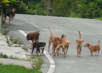 Ανησυχία για αγέλη αδέσποτων σκύλων σε χωριό της Πιερίας