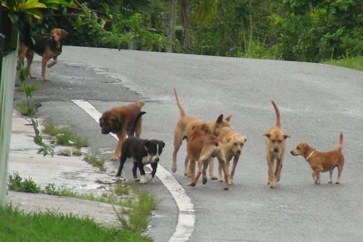 Ανησυχία Για Αγέλη Αδέσποτων Σκύλων Σε Χωριό Της Πιερίας