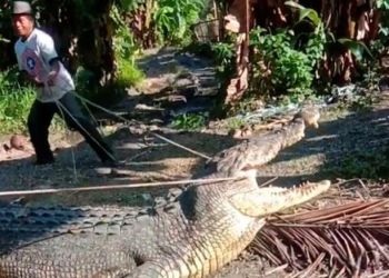 Ινδονήσιος Έπιασε Έναν Τεράστιο Κροκόδειλο Με Μόνο Ένα Σκοινί