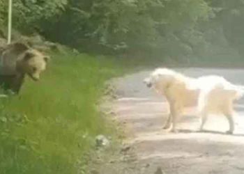 Μέτσοβο: Η “μάχη” σκύλου με αρκούδα – Πώς έσωσε το κοπάδι