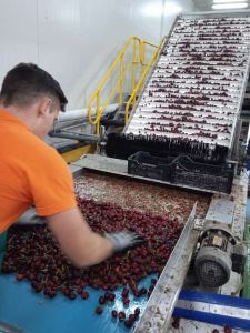 Τα κεράσια της Ράχης Πιερίας «πρεσβευτές» σε ασιατικές αγορές Τα κεράσια της Ράχης Ολύμπου «πρεσβευτές» σε ασιατικές αγορές