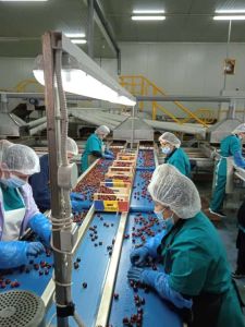 Τα κεράσια της Ράχης Πιερίας «πρεσβευτές» σε ασιατικές αγορές Τα κεράσια της Ράχης Ολύμπου «πρεσβευτές» σε ασιατικές αγορές