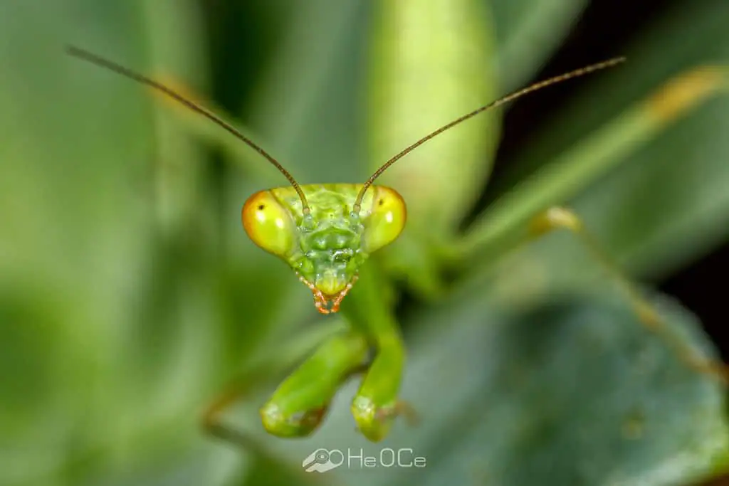 Το αλογάκι της Παναγίας - Mantis Το αλογάκι της Παναγίας – Mantis