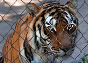 Γιατί δεν θα έπρεπε να υπάρχουν ζωολογικοί κήποι – «Τα ζώα υποφέρουν με στόχο την κερδοσκοπία»