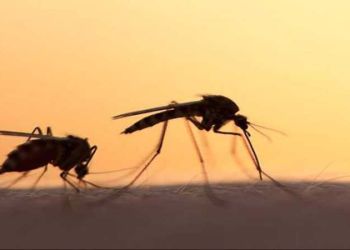 Για αυτό το λόγο σας κυνηγούν τα κουνούπια – Τα 5 μυστικά για να μην σας τσιμπάνε