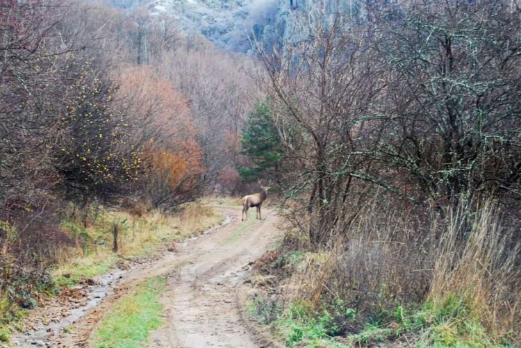 Δάσος Φρακτού Παρανεστίου Δράμας το μοναδικό Παρθένο Δάσος της χώρας μας