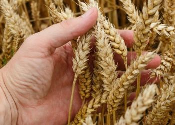 Διαβουλεύσεις Κιέβου – Μόσχας για εξαγωγές σιτηρών με διαμεσολαβητή την Τουρκία