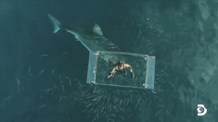 Δύτης ξεφεύγει από τα σαγόνια του λευκού καρχαρία για... εκατοστά Δύτης ξεφεύγει από τα σαγόνια του λευκού καρχαρία για… εκατοστά