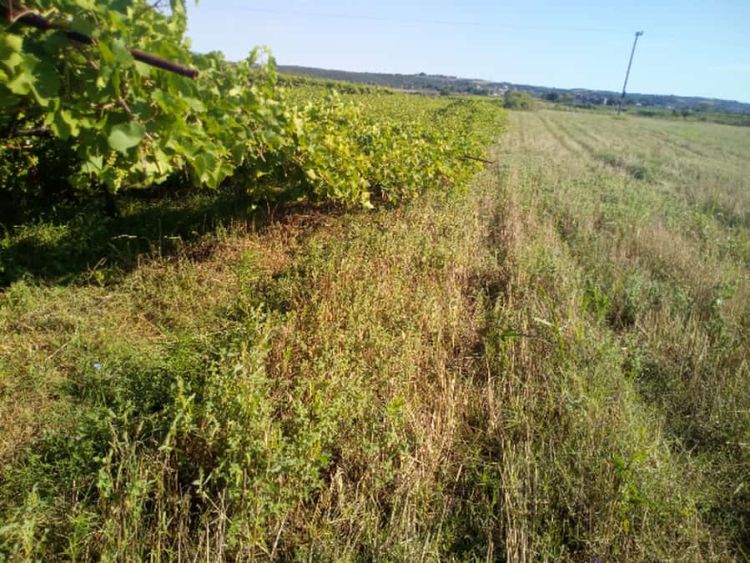 Ζημιές σε αμπελώνες μετά τα έντονα καιρικά φαινόμενα των τελευταίων ημερών Ζημιές σε αμπελώνες μετά τα έντονα καιρικά φαινόμενα των τελευταίων ημερών – Επιστολή της Αντιπεριφερειάρχη στον Ελγα