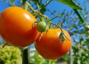 Η μεσογειακή διατροφή, το τέλειο φάρμακο για υγεία και μακροζωία