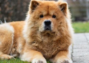 Ληστής «προδόθηκε» από τον σκύλο του