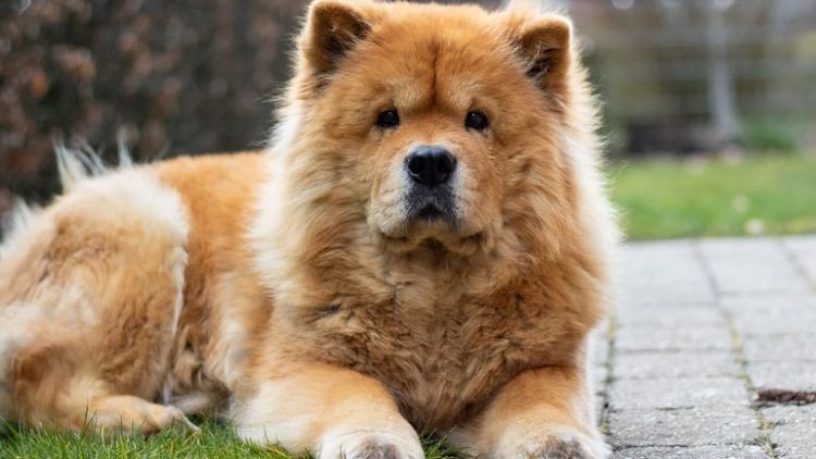 Ληστής «προδόθηκε» από τον σκύλο του Ληστής «προδόθηκε» από τον σκύλο του