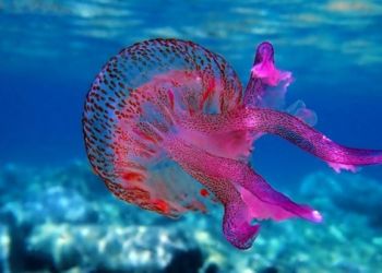 Μωβ μέδουσες: Ο χάρτης με τις πιο επικίνδυνες παραλίες στην Ελλάδα