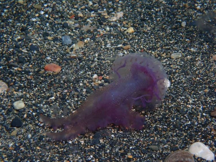 Μωβ μέδουσες: Σε φθίνουσα πορεία το φαινόμενο – Τι δείχνουν οι τελευταίες αναφορές Μωβ μέδουσες: Σε φθίνουσα πορεία το φαινόμενο – Τι δείχνουν οι τελευταίες αναφορές