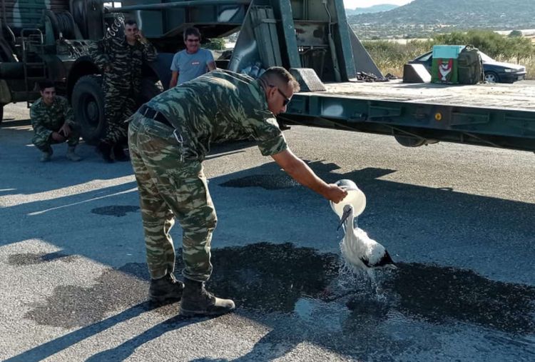 Ο ένας για τον άλλον… Στρατιωτικός φροντίζει πελαργό που κάηκε στη φωτιά της Λέσβου