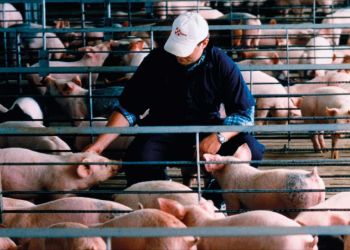 Παρούσα και φέτος η Ελλάδα στην εκστρατεία ευαισθητοποίησης για την Αφρικανική Πανώλη των Χοίρων