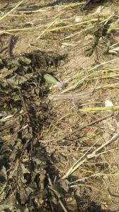 Antonov: Τα μυστικά του μοιραίου αεροσκάφους – Γιατί δεν είχε ενημερωθεί η Αθήνα για το περιεχόμενο του φορτίου