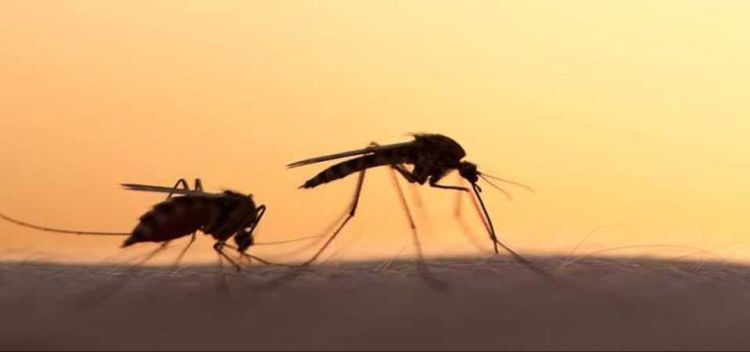 Για αυτό το λόγο σας κυνηγούν τα κουνούπια – Τα 5 μυστικά για να μην σας τσιμπάνε