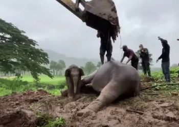 Κτηνίατροι Κάνουν Καρπα Σε Ελέφαντα – Πώς Τον Επανέφεραν Πηδώντας Πάνω Του