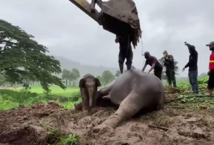 Κτηνίατροι κάνουν ΚΑΡΠΑ σε ελέφαντα – Πώς τον επανέφεραν πηδώντας πάνω του