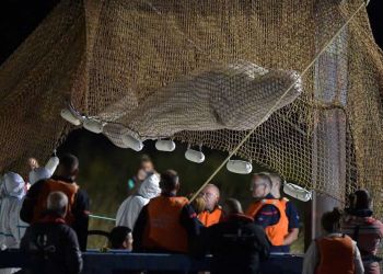 Έβγαλαν από τα νερά του Σηκουάνα την παγιδευμένη φάλαινα μπελούγκα των 800 κιλών (vids)