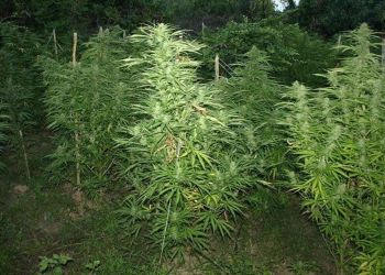 Αλβανία: Πώς μεταφέρθηκε λόγω Covid η καλλιέργεια χασίς στην Ελλάδα – Οι απίστευτοι «μισθοί