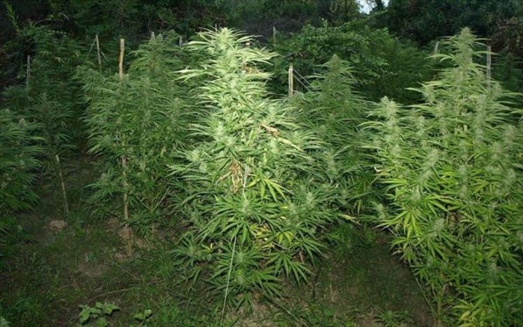 Αλβανία: Πώς μεταφέρθηκε λόγω Covid η καλλιέργεια χασίς στην Ελλάδα – Οι απίστευτοι «μισθοί