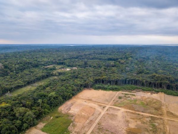 Αμαζόνιος: Αποψίλωση – Ρεκόρ Το 2022 – Καταστράφηκαν 5.474 Στρέμματα Δάσους Σε Επτά Μήνες