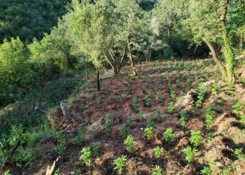 Αυτόματο προσχέδιο