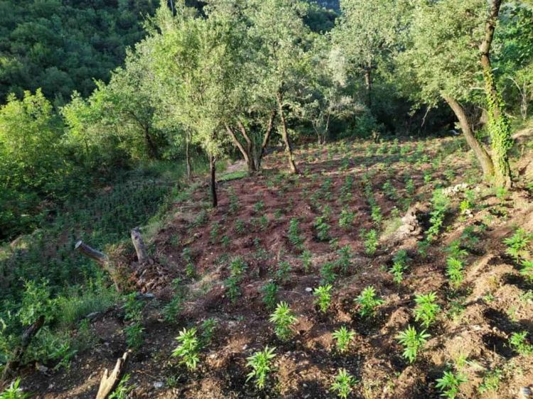 Αυτόματο προσχέδιο