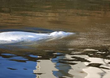 Γαλλία: Πέθανε η φάλαινα μπελούγκα που είχε εγκλωβιστεί στον Σηκουάνα