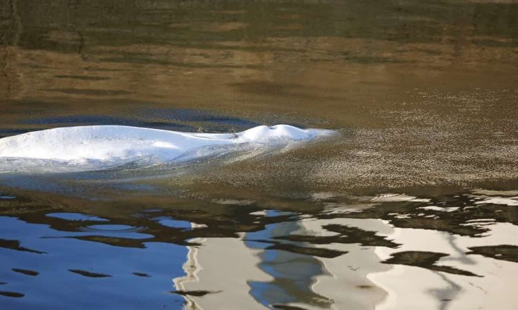 Γαλλία: Πέθανε η φάλαινα μπελούγκα που είχε εγκλωβιστεί στον Σηκουάνα