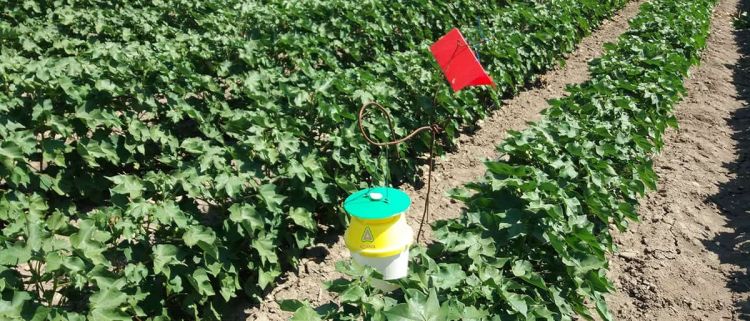 Για τους βαμβακοπαραγωγούς  Ν. Πιερίας