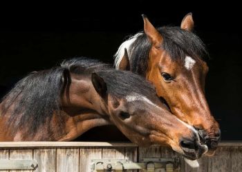 ΗΠΑ: Δύο άλογα που… περπατούν στο νερό και έχουν τρελάνει το διαδίκτυο [βίντεο]