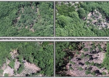 Λάρισα: Εντόπισαν 3 φυτείες κάνναβης με χιλιάδες δενδρύλλια (βίντεο – φωτο)