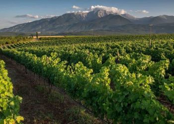 Περίπατος στους αμπελώνες της Πιερίας – Αλλαγή ημερομηνίας λόγω κακοκαιρίας.
