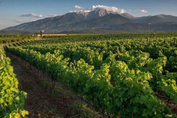 Περίπατος στους αμπελώνες της Πιερίας - Ο αισθησιασµός των απολαύσεων και το πάθος της ελευθερίας Περίπατος στους αμπελώνες της Πιερίας – Αλλαγή ημερομηνίας λόγω κακοκαιρίας.