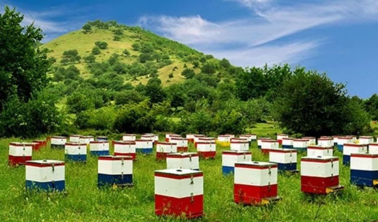 Πιερία: Από 1 Σεπτεμβρίου έως και τις 20 Οκτωβρίου η δήλωση των κατεχόμενων κυψελών