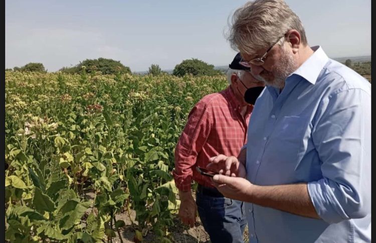 Πιερία: Επιστολή της Αντιπεριφερειάρχη στον ΕΛΓΑ για τις ζημιές σε καλλιέργειες καπνού