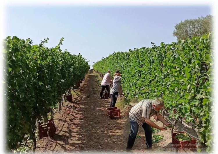 Πιερία: Η χαρούμενη γιορτή του τρύγου ξεκίνησε! Πιερία: Η χαρούμενη γιορτή του τρύγου ξεκίνησε!