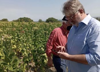 Στην Πιερία: Εκτεταμένες ζημιές στα καπνοχώραφα – Μαράθηκαν τα καπνά