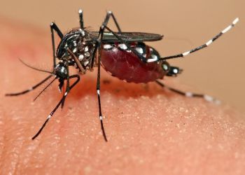 Τα κουνούπια στους ορυζώνες Θεσσαλονίκης