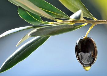 Φόβος για μειωμένη παραγωγή σε Ισπανία και Ιταλία – Οι εκτιμήσεις για Ελλάδα