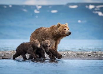 Αρκούδα Με Τα Δύο Μωρά Της Βρέθηκε Στο Κέντρο Της Καστοριάς