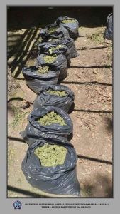 Λάρισα: Εντόπισαν 3 φυτείες κάνναβης με χιλιάδες δενδρύλλια (βίντεο - φωτο) Λάρισα: Εντόπισαν 3 φυτείες κάνναβης με χιλιάδες δενδρύλλια (βίντεο – φωτο)